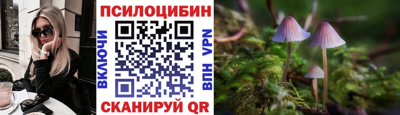где купить наркоту  Шарыпово  Псилоцибиновые грибы Psilocybe 